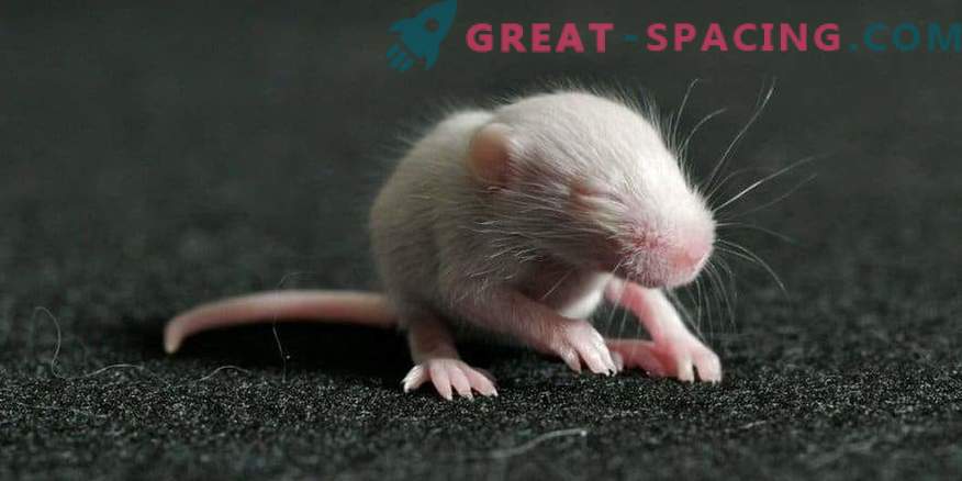 Pelēm ir dzimis no spermas, kas bija kosmosā 9 mēnešus