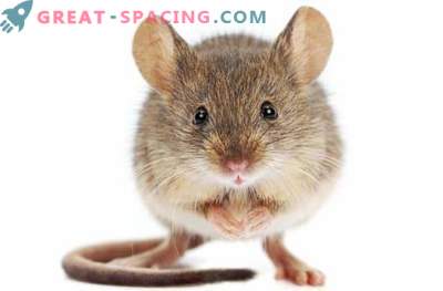 Ruumis olevad hiired saavad kahenädalase maksakahjustuse